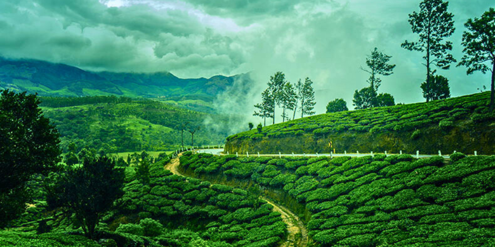 Munnar Monsoon