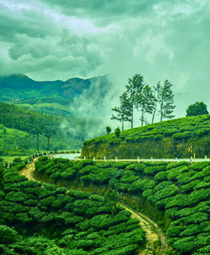 Munnar Monsoon Magic: Where Tranquillity Meets Adventure